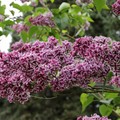 Lilac 丁香花