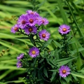 紫菀 Asters