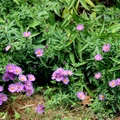 紫菀 Asters