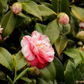 2016 Camellia