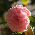 2016 Camellia
