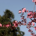Kwanzan cherry 關山櫻花