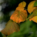 Signs of Autumn