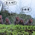 一群猴子