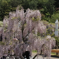 日本足利公園紫藤