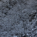 在武陵的花季上山,回家時竟然發生山區下大雪.有幸在山上.