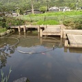 2013竹子湖海芋季 - 4
