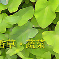 綠園香草蔬菜篇