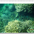 帛琉的海底世界