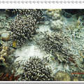 帛琉的海底世界
