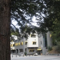 tree and building 2