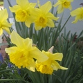 2012 Easter Flowers