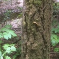 Muir Woods 紅杉與黏蟲 slug