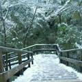 拉拉山雪景