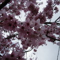 清境櫻花