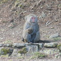 玉山國家公園的獼猴
