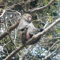 玉山國家公園的獼猴