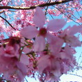 民宿的櫻花