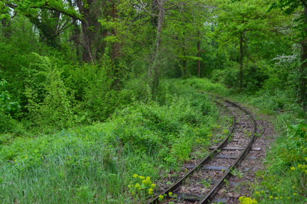 森林中的鐵道