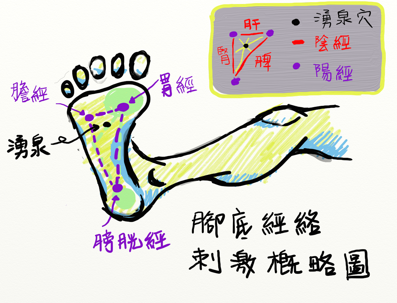 腳底經絡刺激概略圖