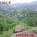 20120428土城桐花季．郊山賞花行