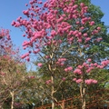 三甲公園～粉紫色風鈴木美麗綻放