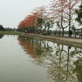 台南輕旅行～林初埤木棉花道 關子嶺風景區