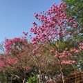 三甲公園～粉紫色風鈴木美麗綻放