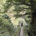 阿里山眠月線