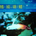 Visiting Yehliu Marine World