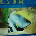 Visiting Yehliu Marine World