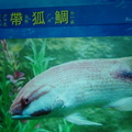 Visiting Yehliu Marine World