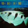 Visiting Yehliu Marine World