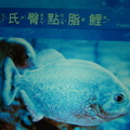 Visiting Yehliu Marine World