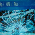 Visiting Yehliu Marine World