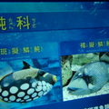 Visiting Yehliu Marine World