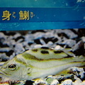 Visiting Yehliu Marine World