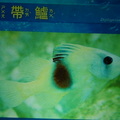 Visiting Yehliu Marine World