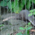 參訪動物園穿山甲園區