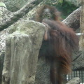 參訪動物園穿山甲園區