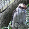 參訪動物園穿山甲園區