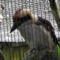 參訪動物園穿山甲園區