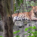 參訪動物園穿山甲園區