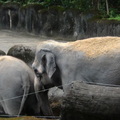 參訪動物園穿山甲園區