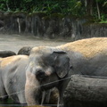 參訪動物園穿山甲園區