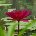 參訪動物園穿山甲園區