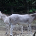 參訪動物園穿山甲園區