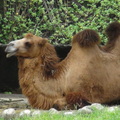 參訪動物園穿山甲園區