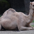 參訪動物園穿山甲園區