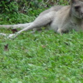 參訪動物園穿山甲園區